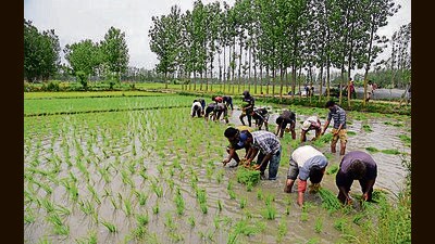 According to Sunil Chavan, agricultural commissioner of Maharashtra, this year, the state has seen 83 per cent rainfall from June 1 to August 30. (REPRESENTATIVE PIC) According to Sunil Chavan, agricultural commissioner of Maharashtra, this year, the state has seen 83 per cent rainfall from June 1 to August 30. (REPRESENTATIVE PIC)