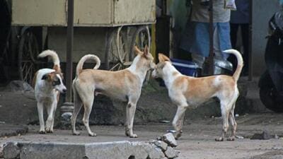 As part of the ABC programme conducted in the city by the PMC, dog squads pick up unsterilised dogs (male and female) and take them to dog pounds where they are operated, administered Rabies vaccination, and returned to their original habitat within two to four days of being picked up. (REPRESENTATIVE PHOTO) As part of the ABC programme conducted in the city by the PMC, dog squads pick up unsterilised dogs (male and female) and take them to dog pounds where they are operated, administered Rabies vaccination, and returned to their original habitat within two to four days of being picked up. (REPRESENTATIVE PHOTO)