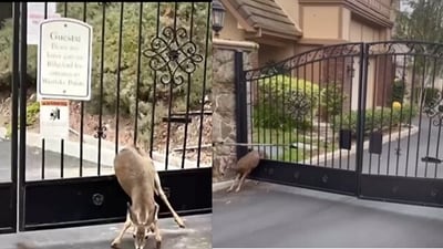 Snapshot of the deer stuck in between a gate. (Instagram/@lacountyfd) Snapshot of the deer stuck in between a gate. (Instagram/@lacountyfd)