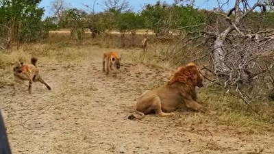 Snapshot of hyenas attacking a lion. (YouTube/@LatestSightings)