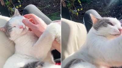 The image shows a cat getting pets from its human. (Reddit/@KJongsDongUnYourFace) The image shows a cat getting pets from its human. (Reddit/@KJongsDongUnYourFace)