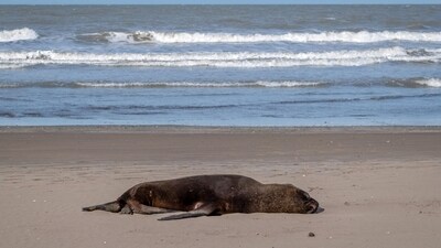 A dead sea lion lying on the beach in Mar del Plata, Buenos Aires Province, Argentina. (AFP) A dead sea lion lying on the beach in Mar del Plata, Buenos Aires Province, Argentina. (AFP)