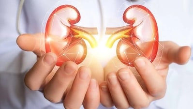 Kidney function: High salt intake can burden the kidneys, potentially leading to reduced kidney function and an increased risk of kidney stones. (Shutterstock) Kidney function: High salt intake can burden the kidneys, potentially leading to reduced kidney function and an increased risk of kidney stones. (Shutterstock)