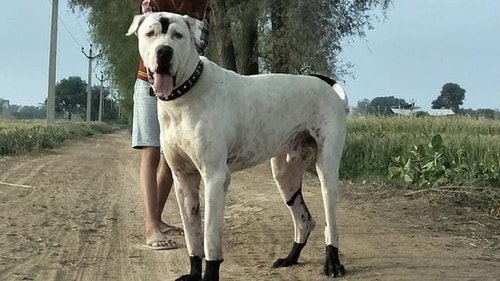 Indian Mastiff (Pinterest)