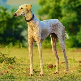 Mudhol Hound (Pinterest)