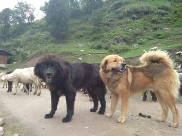 Gaddi Kutta (Pinterest)