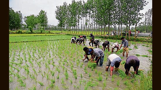 According to Sunil Chavan, agricultural commissioner of Maharashtra, this year, the state has seen 83 per cent rainfall from June 1 to August 30. (REPRESENTATIVE PIC)