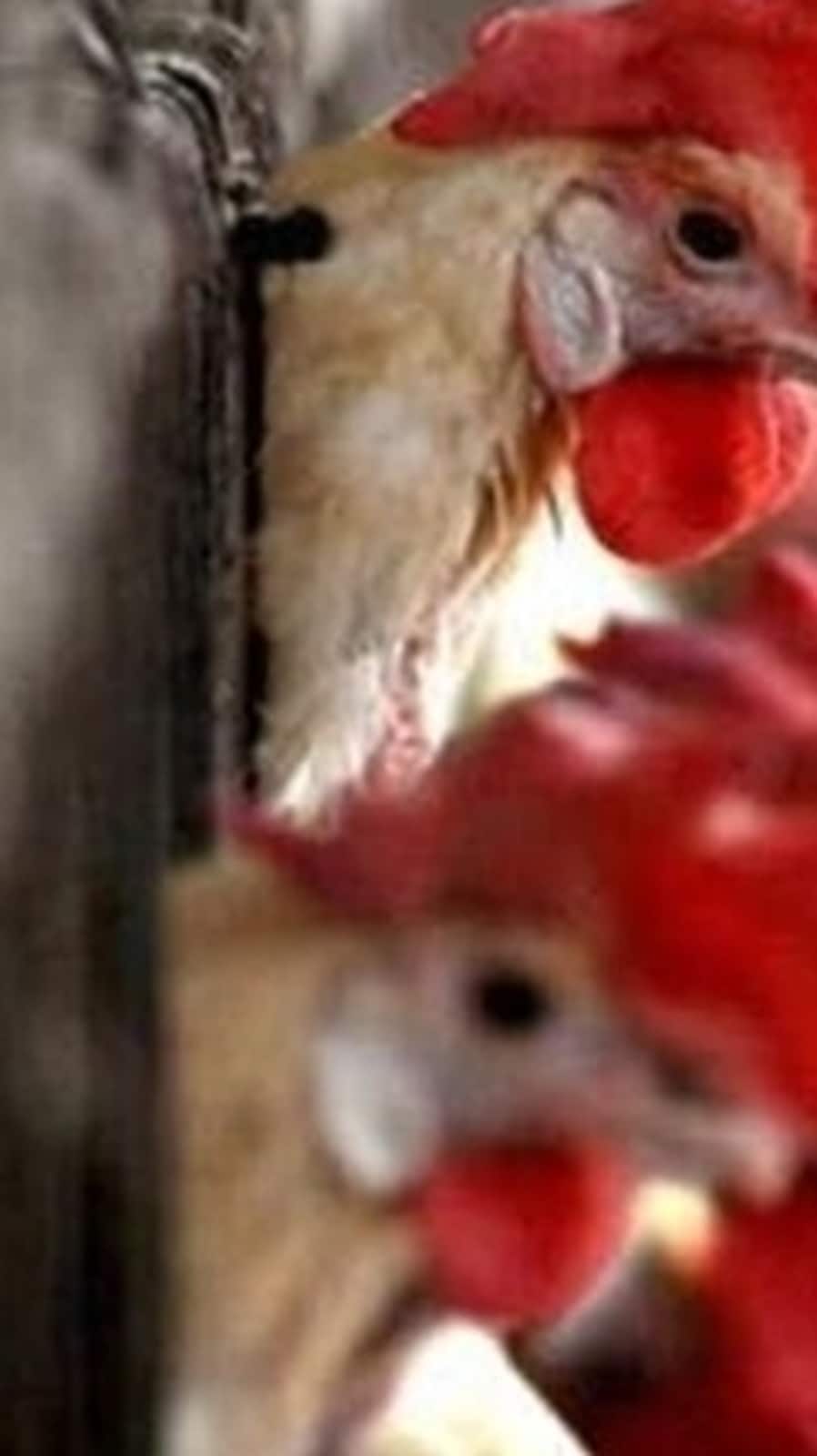 Bird flu: The virus generally occurs among wild aquatic birds and can infect domestic poultry, other birds, and animals. (PTI)