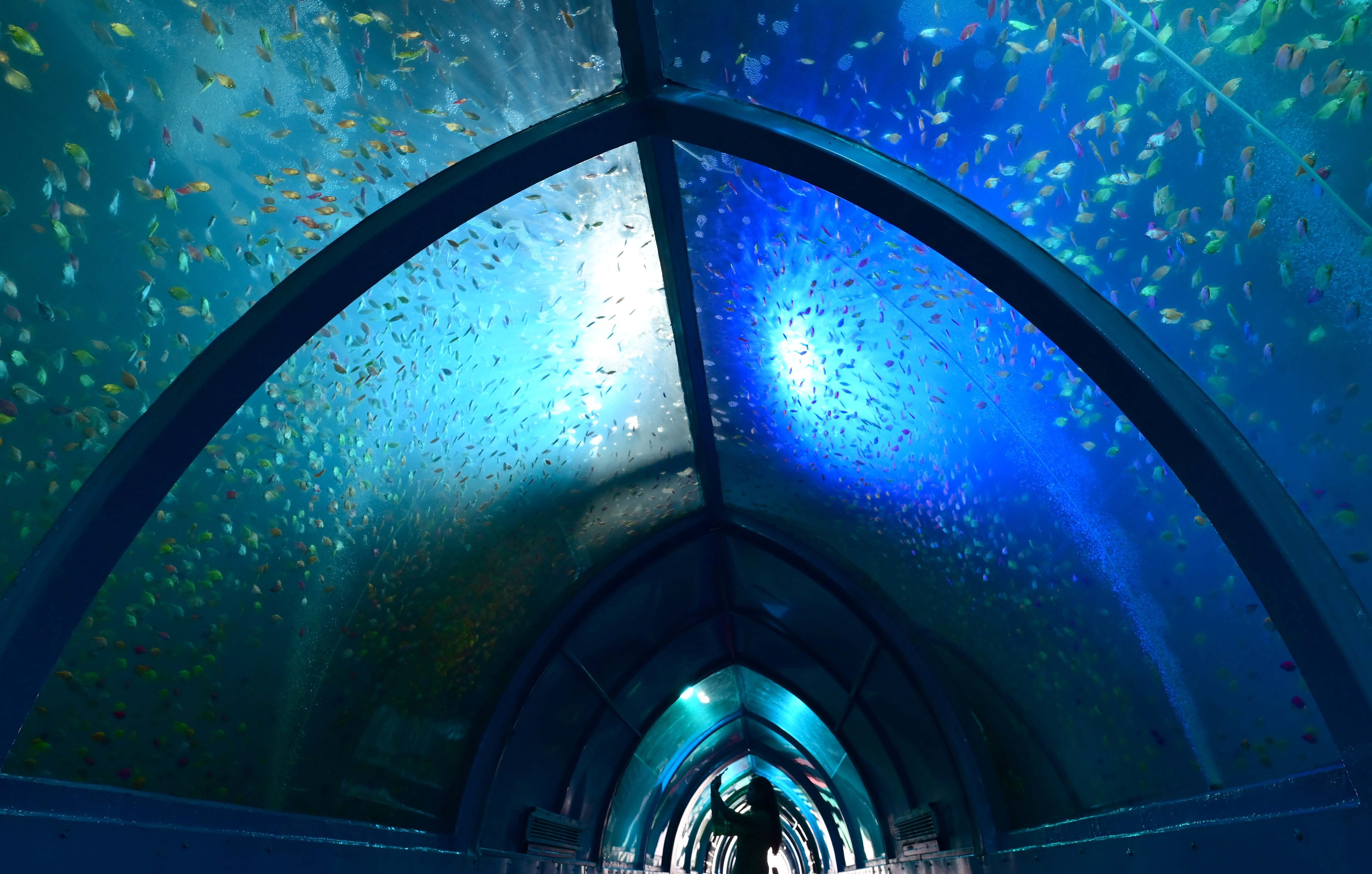 Around two lakh exotic fish are on display at the carnival