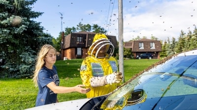 Beekeepers Terri Faloney, left, and Tyler Trute remove bees from a car after a truck carrying bee hives swerved on Guelph Line road causing the hives to fall and release bees in Burlington, Ontario, on Wednesday, Aug. 30, 2023. (AP) Beekeepers Terri Faloney, left, and Tyler Trute remove bees from a car after a truck carrying bee hives swerved on Guelph Line road causing the hives to fall and release bees in Burlington, Ontario, on Wednesday, Aug. 30, 2023. (AP)