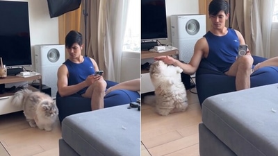 Picture of the cat demanding pets from its human. (Instagram/@thefurryfairy) Picture of the cat demanding pets from its human. (Instagram/@thefurryfairy)