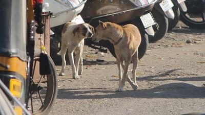 Reports from two veterinarians confirm that the fracture appears to be a result of trauma from a hard, sharp object or forceful impact. (REPRESENTATIVE PHOTO) Reports from two veterinarians confirm that the fracture appears to be a result of trauma from a hard, sharp object or forceful impact. (REPRESENTATIVE PHOTO)
