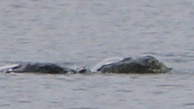 New Loch Ness monster 'sighting'. (Telegraph) New Loch Ness monster 'sighting'. (Telegraph)