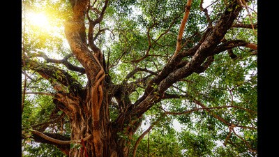 The spreading branches of a peepul tree (Shutterstock) The spreading branches of a peepul tree (Shutterstock)