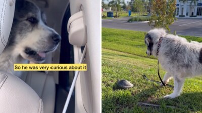 The image shows a dog curiously looking at a turtle. (Instagram/@ritchiethepyr) The image shows a dog curiously looking at a turtle. (Instagram/@ritchiethepyr)