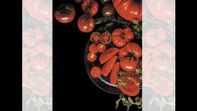 While tomatoes turn up in dishes all over India, they are not a traditional ingredient in Indian cuisines. (Photos: Adobe Stock) While tomatoes turn up in dishes all over India, they are not a traditional ingredient in Indian cuisines. (Photos: Adobe Stock)