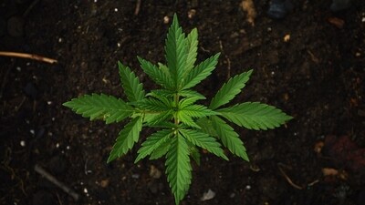 Rescheduling the drug would reduce or potentially eliminate criminal penalties for possession. (Unsplash) Rescheduling the drug would reduce or potentially eliminate criminal penalties for possession. (Unsplash)