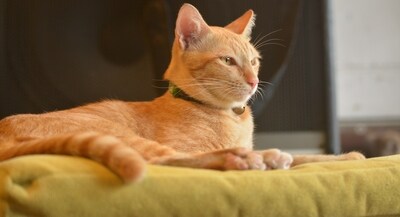 National Ginger Cat Appreciation Day, marked on the 1st of September, is a delightful occasion dedicated to celebrating the enchanting charm of ginger cats. (Pexels ) National Ginger Cat Appreciation Day, marked on the 1st of September, is a delightful occasion dedicated to celebrating the enchanting charm of ginger cats. (Pexels )