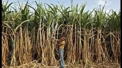 The sugar will be imported at an inflated price of PKR 220 per kilogram. (Representative image) The sugar will be imported at an inflated price of PKR 220 per kilogram. (Representative image)