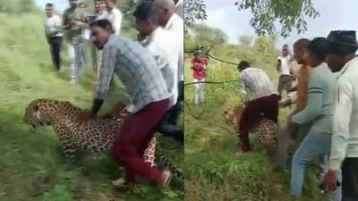Sick leopard being surrounded by a group of villagers in Madhya Pradesh. (X/@PTI_News) Sick leopard being surrounded by a group of villagers in Madhya Pradesh. (X/@PTI_News)