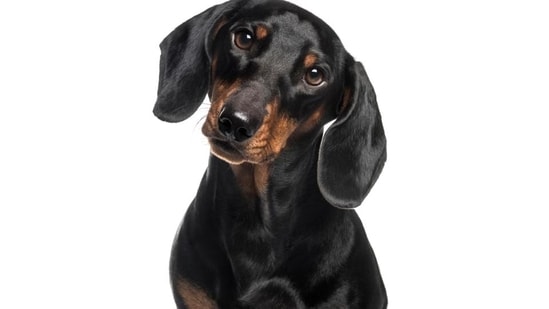 Sassy sausage - This could be Louis! (Eric Isselee/Shutterstock)