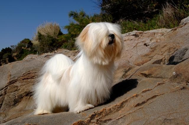 Lhasa-Apsolutely lovely: And this could be Olly! (Ricantimages/Shutterstock) Lhasa-Apsolutely lovely: And this could be Olly! (Ricantimages/Shutterstock)