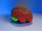 Why certain brain tumors don’t respond to immunotherapy: Study