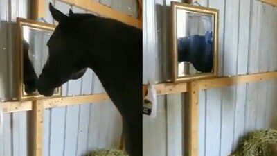 Picture of the horse reacting to a mirror. (Twitter/@buitengebieden) Picture of the horse reacting to a mirror. (Twitter/@buitengebieden)