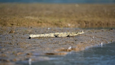 Gharials at Harike (Gitanjali Kanwar/ World Wildlife Fund for Nature-India) Gharials at Harike (Gitanjali Kanwar/ World Wildlife Fund for Nature-India)