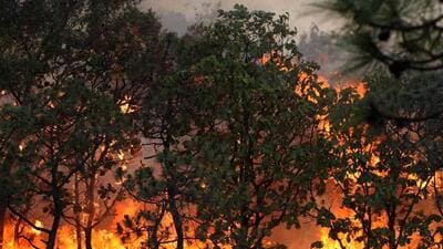 Increasing tree cover loss due to fires in the tropics is causing higher carbon emissions. Increasing tree cover loss due to fires in the tropics is causing higher carbon emissions.