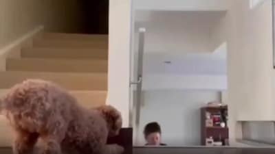 The image shows a dog trying to scare its pet mom. (Screengrab) The image shows a dog trying to scare its pet mom. (Screengrab)