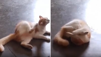 The image shows a cat that ended up fighting with its own leg. (Reddit/@sco-go) The image shows a cat that ended up fighting with its own leg. (Reddit/@sco-go)