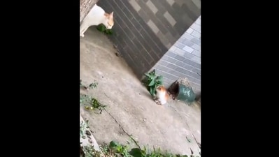 The image shows a mama cat looking at her kitten. (Reddit/@RealRock_n_Rolla) The image shows a mama cat looking at her kitten. (Reddit/@RealRock_n_Rolla)
