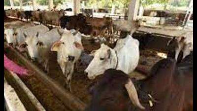 The cows will be fed jaggery and bananas on the occasion. (HT FILE)