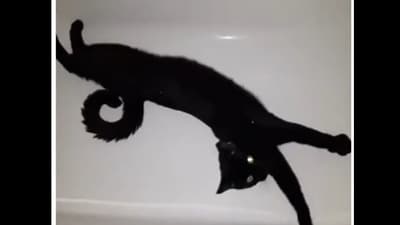 Optical Illusion: Is this cat floating in the air? (Reddit/@fake_cheese)