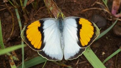 White orange tip butterfly. (SOURCED) White orange tip butterfly. (SOURCED)