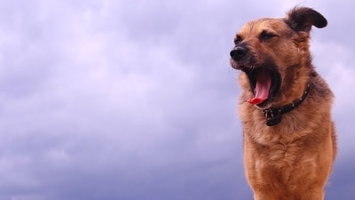Extreme fear, stress during thunderstorms or other such severe events is termed as storm anxiety. (Pixabay) Extreme fear, stress during thunderstorms or other such severe events is termed as storm anxiety. (Pixabay)