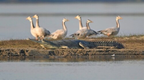 "Gharials that swept with the current may not return to the conservation site as the reptile would look for food downstream now" (Gitanjali Kanwar/ World Wildlife Fund for Nature-India) "Gharials that swept with the current may not return to the conservation site as the reptile would look for food downstream now" (Gitanjali Kanwar/ World Wildlife Fund for Nature-India)