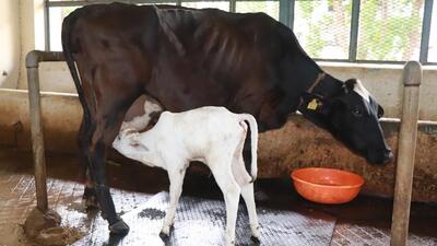 A calf was born after IVF. (Sourced) A calf was born after IVF. (Sourced)