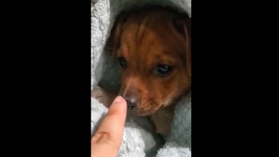 The image shows the rescue puppy at her forever home. (Reddit/@TheFlamingTiger777) The image shows the rescue puppy at her forever home. (Reddit/@TheFlamingTiger777)