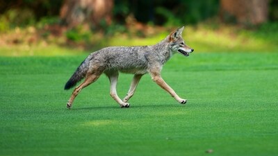 A coyote (Getty Images via AFP) A coyote (Getty Images via AFP)