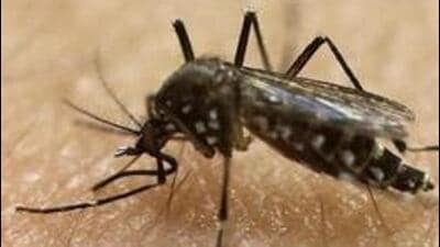 Maharashtra health department has confirmed three cases of Zika virus from Ichalkaranji in Kolhapur. (AP (PIC FOR REPRESENTATION))