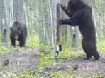 Bear reacts to seeing its own reflection in the mirror. Bear reacts to seeing its own reflection in the mirror.
