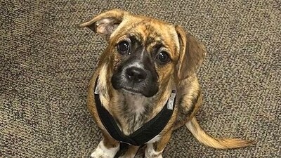 A beagle named Riggs, saved from a hot car by firefighters, has become their devoted companion and morale booster. (East Haven Fire Department) A beagle named Riggs, saved from a hot car by firefighters, has become their devoted companion and morale booster. (East Haven Fire Department)