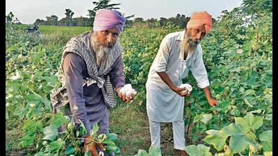 First picking of cotton balls has started in the semi-arid districts of Punjab amid field inputs of drop in the impact of pest attacks on the ‘white gold’, giving much relief to farmers. First picking of cotton balls has started in the semi-arid districts of Punjab amid field inputs of drop in the impact of pest attacks on the ‘white gold’, giving much relief to farmers.