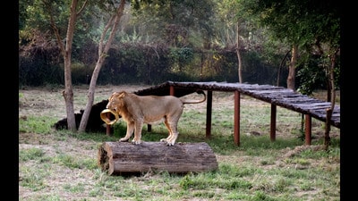 Previously, the Safari administration believed that the lioness was not pregnant as samples sent to a lab in Bareilly did not confirm the pregnancy. (File)