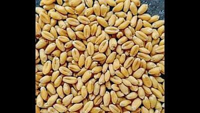 Punjab Agricultural University, a premier plant research institute that played a key role during the Green Revolution to make the country surplus in foodgrains, has shifted its focus from quantity to quality and from food security to nutritional security. Punjab Agricultural University, a premier plant research institute that played a key role during the Green Revolution to make the country surplus in foodgrains, has shifted its focus from quantity to quality and from food security to nutritional security.