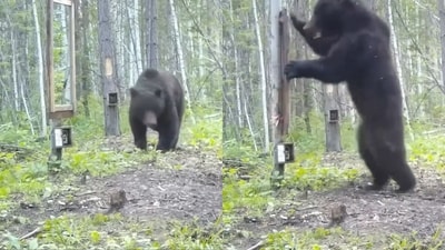 Bear reacts to seeing its own reflection in the mirror. (X/@fasc1nate) Bear reacts to seeing its own reflection in the mirror. (X/@fasc1nate)