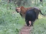 Picture of a bear approaching a tiger. 