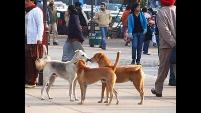 Mayor Amarjit Singh Sidhu said the move came after complaints regarding dog bites were received from the public. He said that special focus will on female dog population in the area-wise drive. (HT File) Mayor Amarjit Singh Sidhu said the move came after complaints regarding dog bites were received from the public. He said that special focus will on female dog population in the area-wise drive. (HT File)